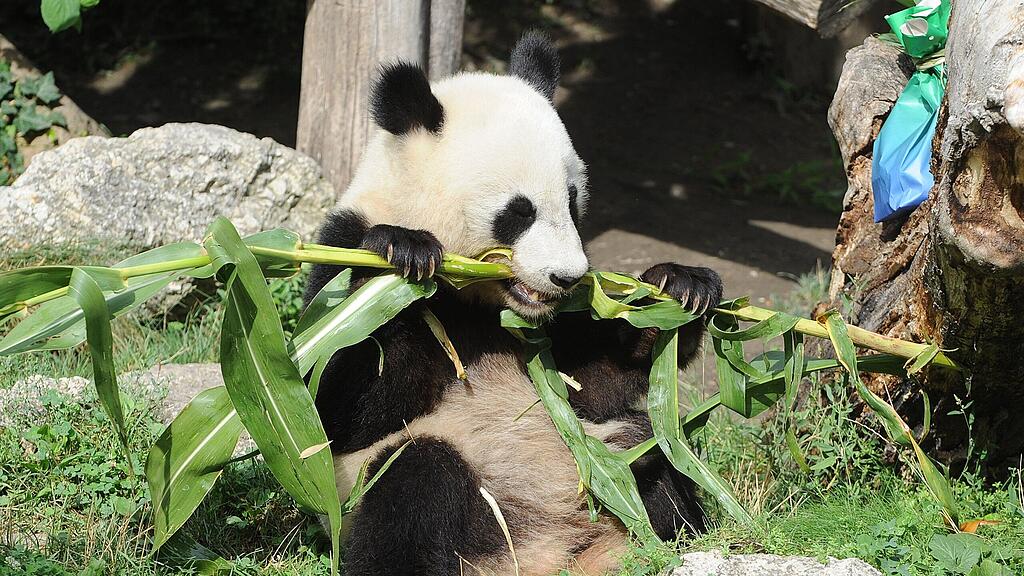 Die Pandabärin täuschte die Schwangerschaft einfach vor.