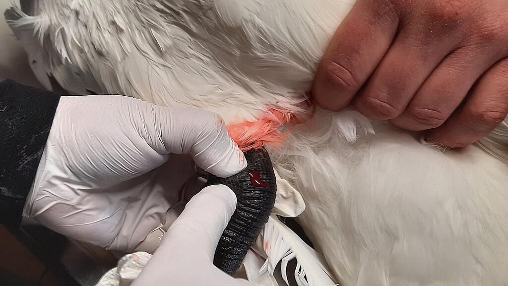Schwan in Bürmooser See von Angelhaken verletzt