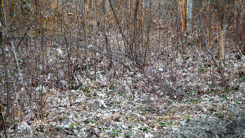 symb_Wald_Salzburg