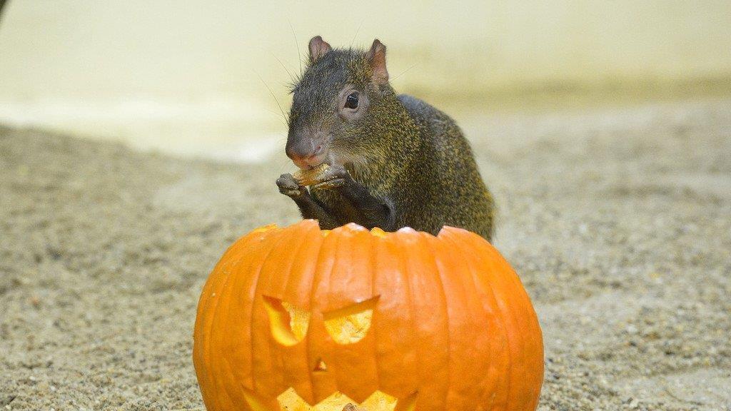 Totenkopfaffen in Schönbrunn zu Halloween