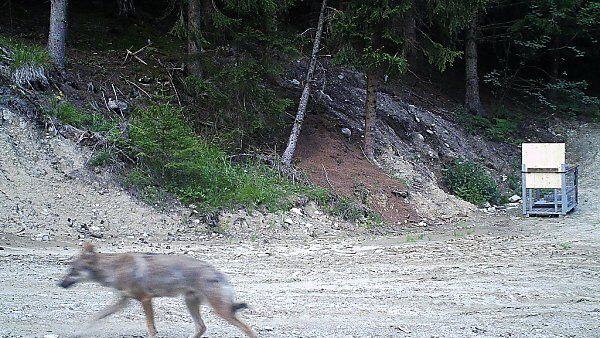 Wildkameras zeigten den Wolf immer wieder herumwandern