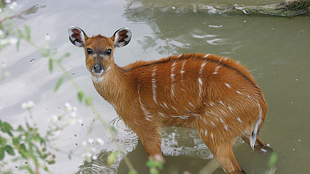 Tierische Abkühlung