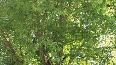 Picknick im Park