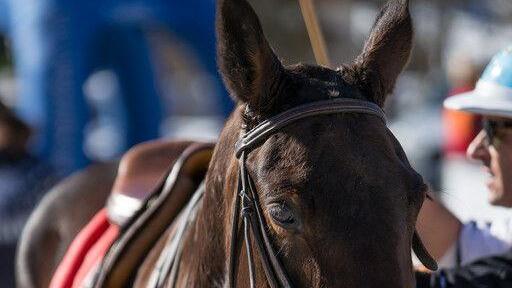 Snow Polo in Bad Gastein