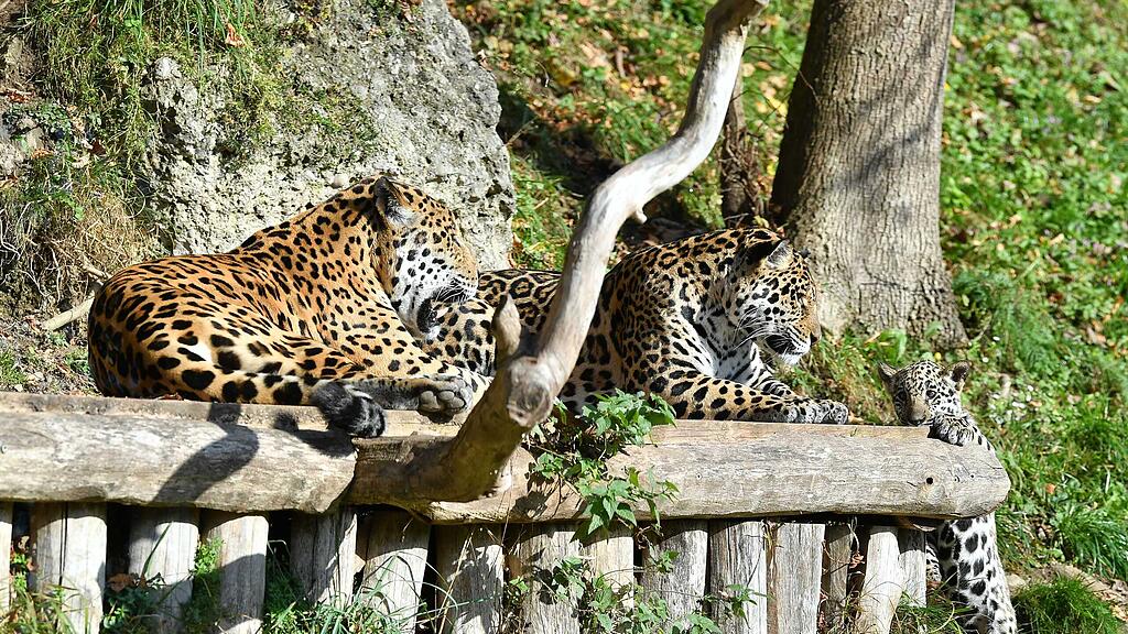 Jaguar-Familienausflug