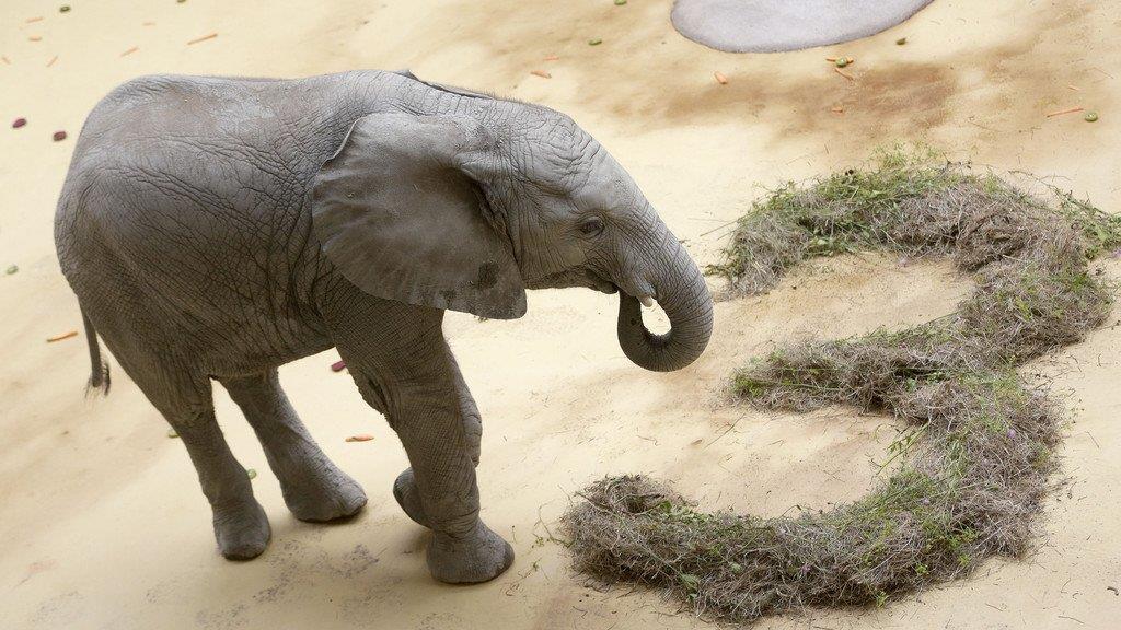 Die besten Tierbilder der Woche