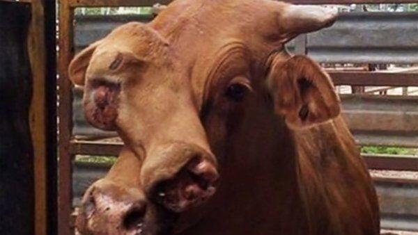 Neben der Missbildung sei der Stier kerngesund.