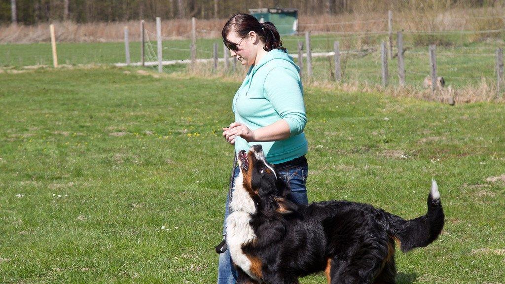 "Der gelbe Hund" in Nußdorf