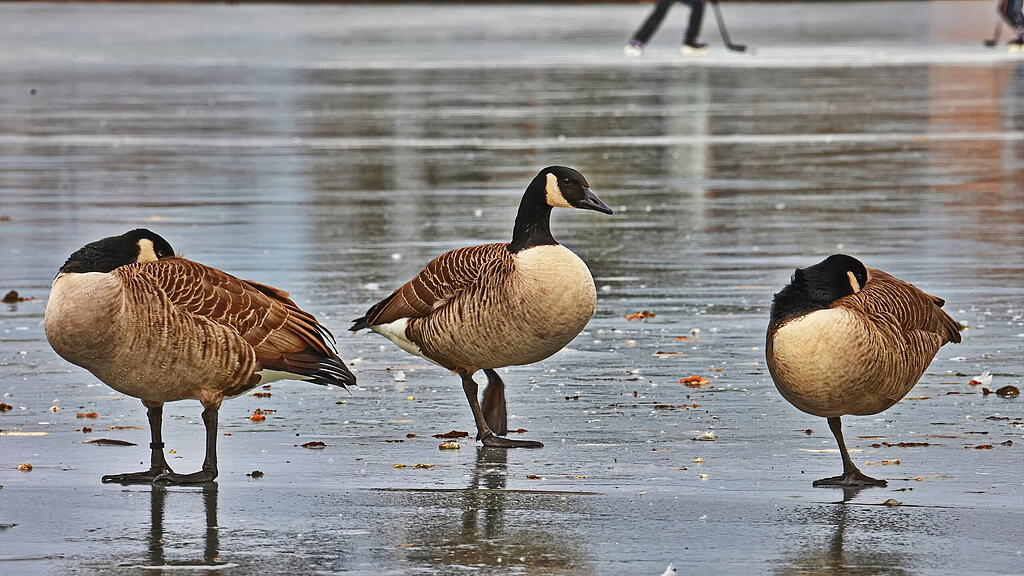 Leopoldskroner Weiher