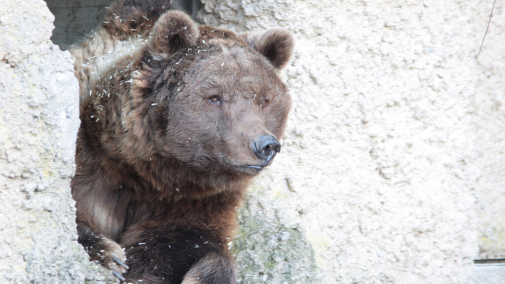 ZooSBG_Braunbaer_Aragon.jpg
