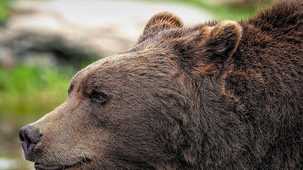 Braunbär