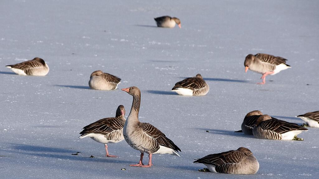 ENTEN