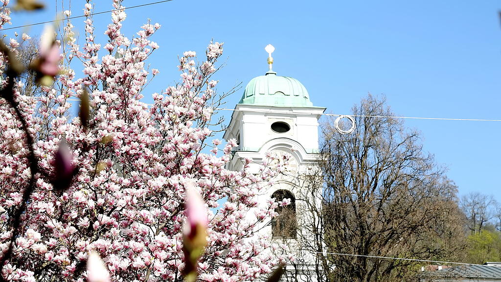 Blühende Magnolien in Salzburg