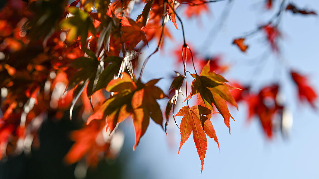 WETTER / HERBST / JAHRESZEITEN / WITTERUNG / LAUB