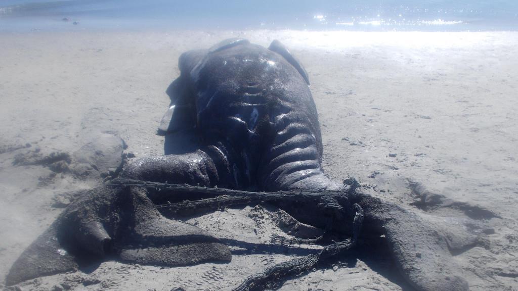 Siamesiche Grauwalzwillinge in Mexiko entdeckt
