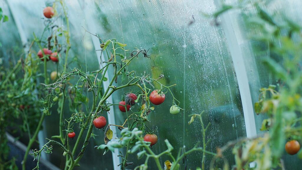symb_gewächshaus symb_tomaten