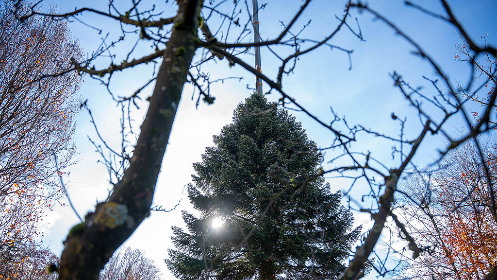 Christbaumernte in St. Jakob am Thurn