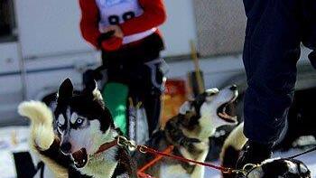Hundeschlittenrennen in Inzell