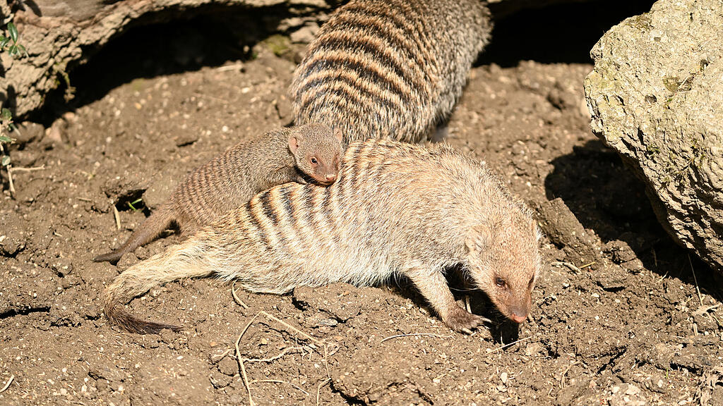 Zebramanguste_Jungtier mit altestem Männchen der Gruppe_c_Gisela Helmold (1).JPG