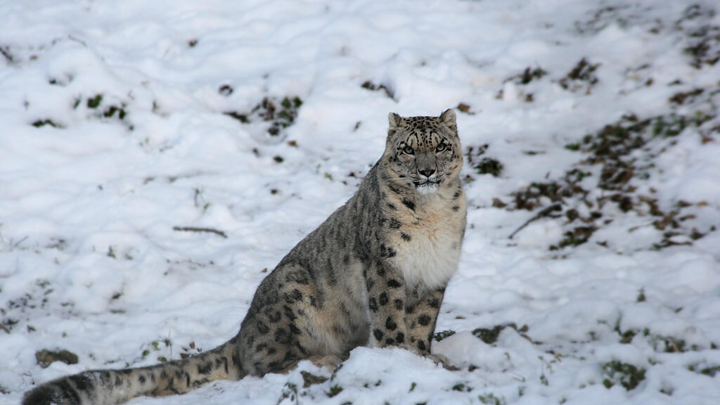 Zootiere Salzburg Winter