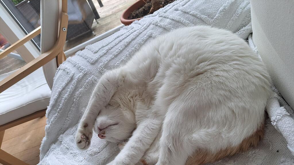 Weltkatzentag 2025
