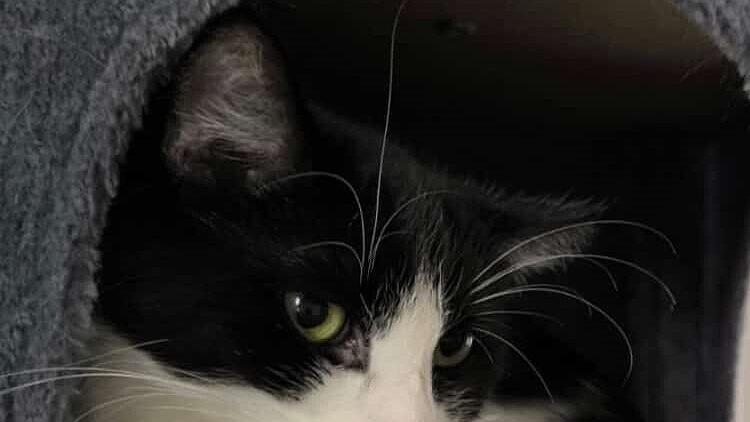 Kater Nero in Wals-Siezenheim vermisst