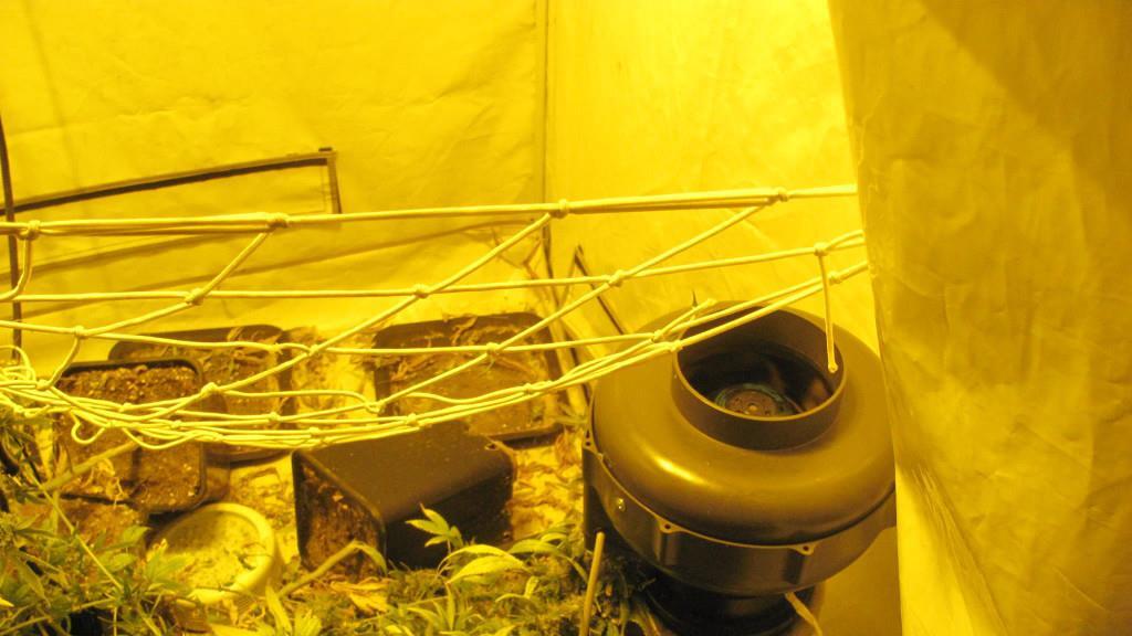 Cannabis-Aufzucht in St. Pantaleon