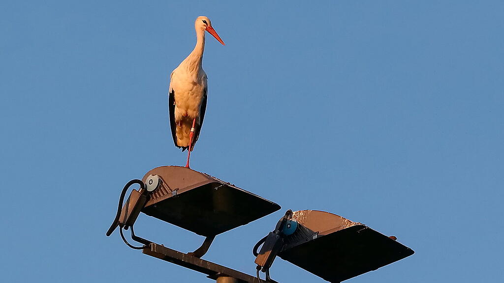 Flutlicht, Storch