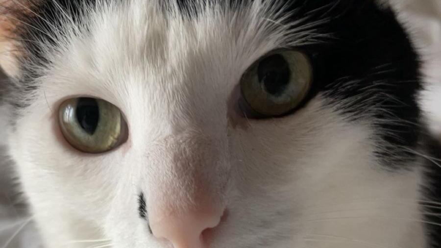 Weltkatzentag 2025