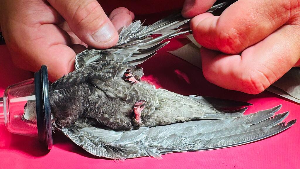 TIERSCHUTZ AUSTRIA: MAUERSEGLER FLUGFHIG DURCH SPENDERFEDERN