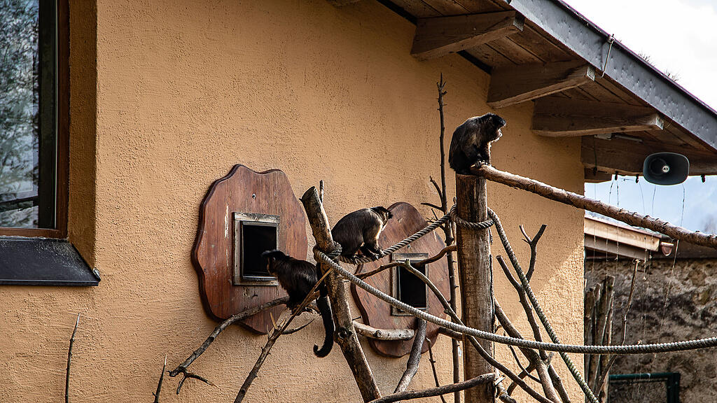 Frühlingserwachen im Zoo