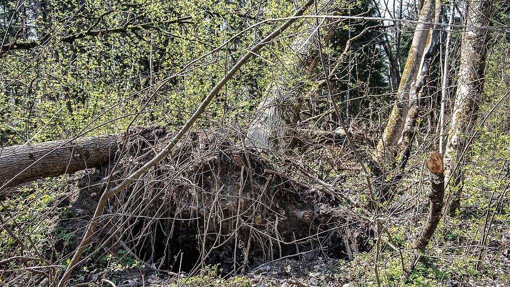 20190401_fmt_schaeden_nach_winterstuerme_mw1-19.jpg