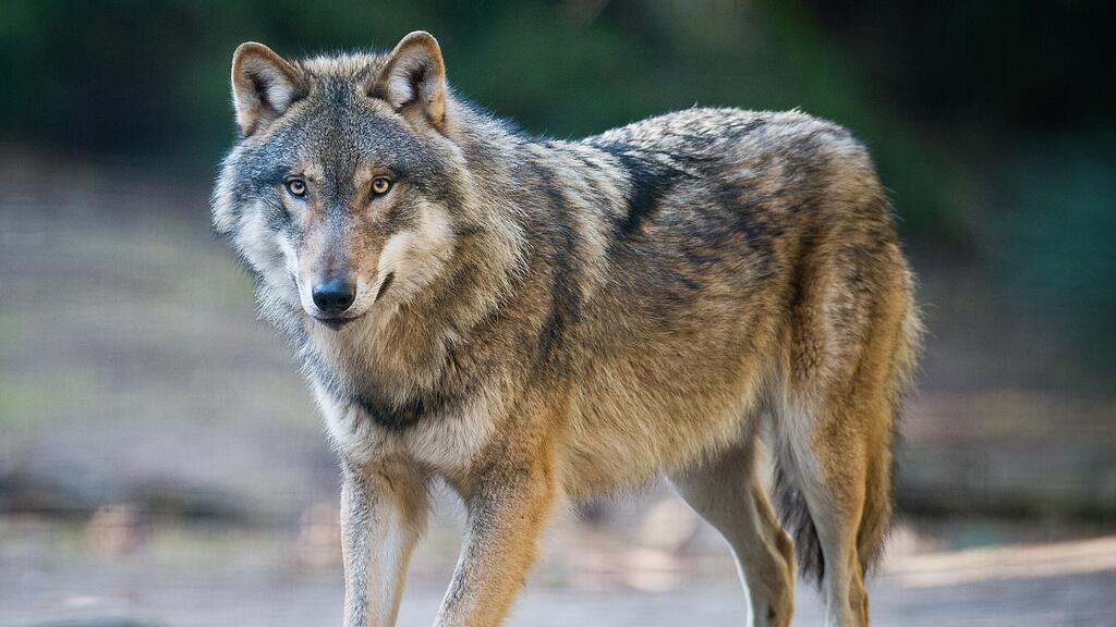 Auch in St. Johann im Pongau soll ein Wolf zugeschlagen und Ziegen gerissen haben.