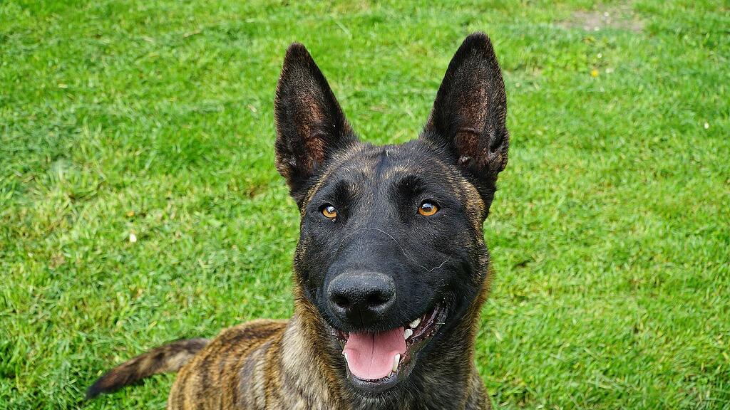 polizeihund