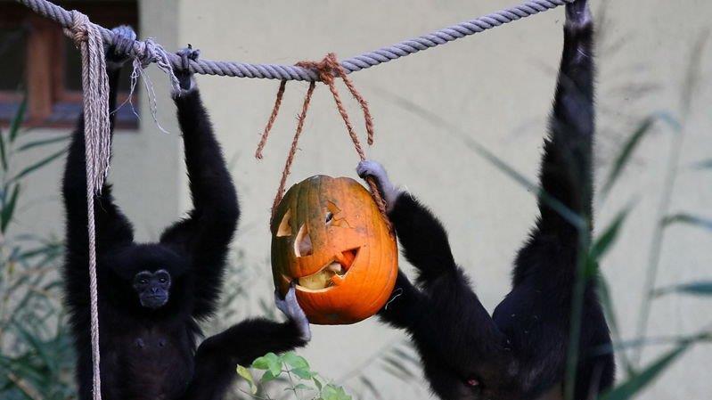 Halloween im Zoo