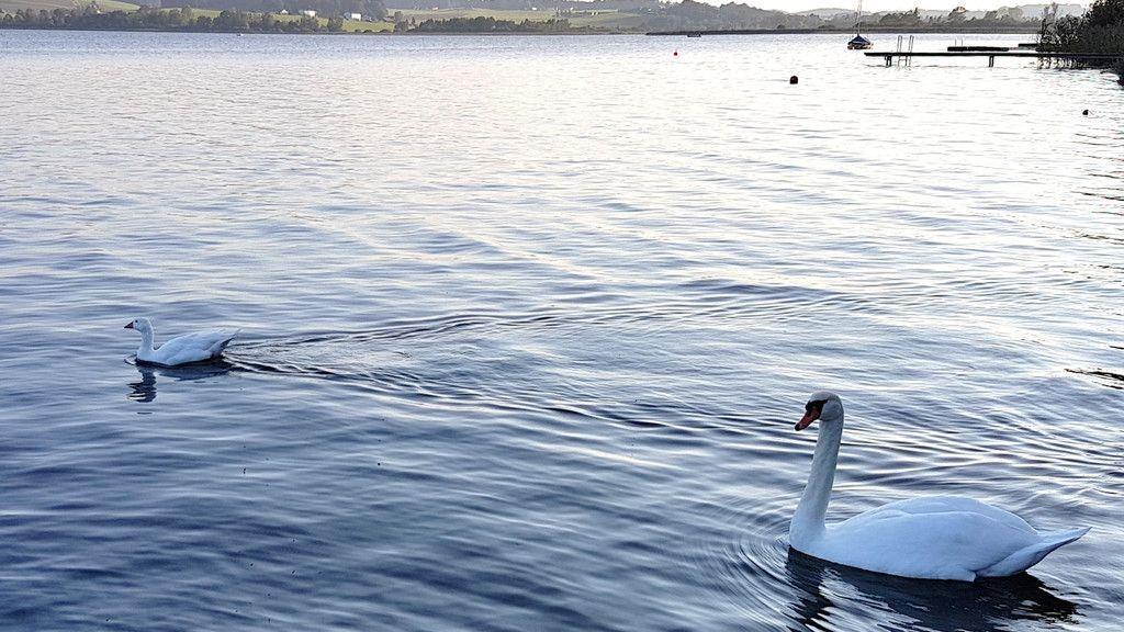 Tierisches Date am Wallersee