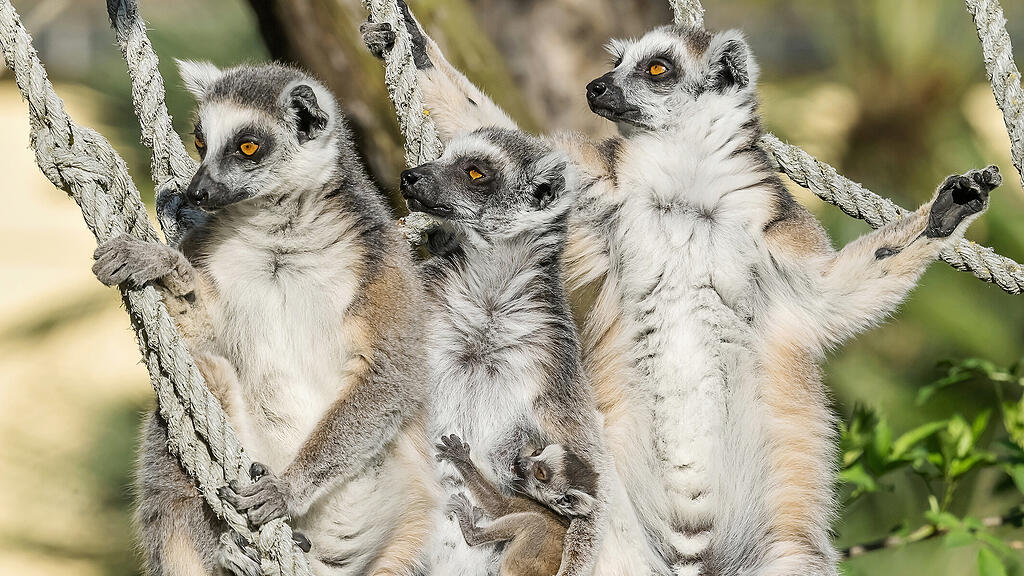 Kattas_Schönbrunn