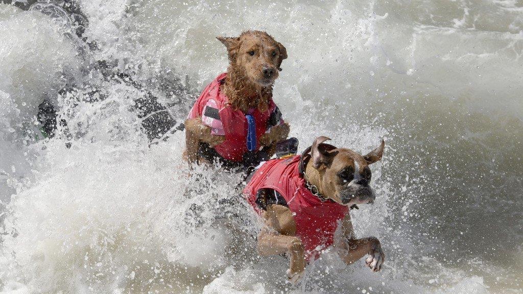 Hundesurfen in Kalifornien