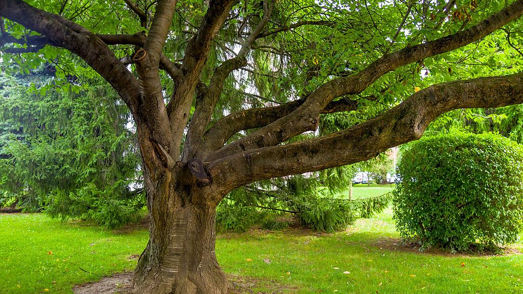 Der Großvater hatte in seinem Garten eine Nager-Falle aufgestellt. (Symbolbild)