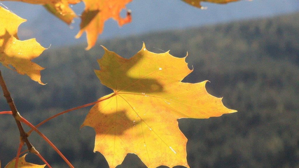 Goldener Herbst in Bayern