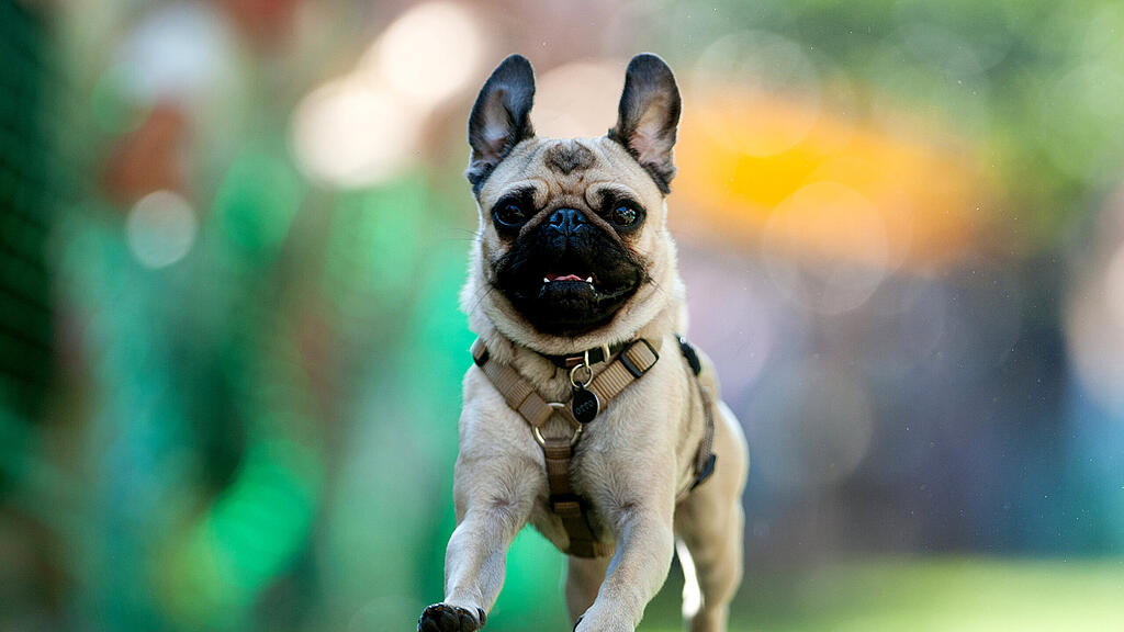 Mops, Hund, SB