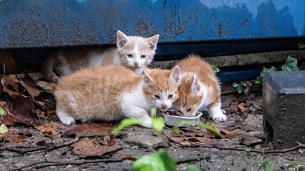 Katzenbabys auf der Parcelsus-Baustelle