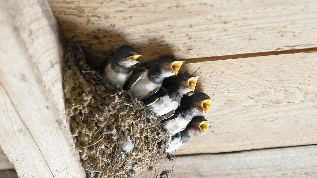 nest_symb