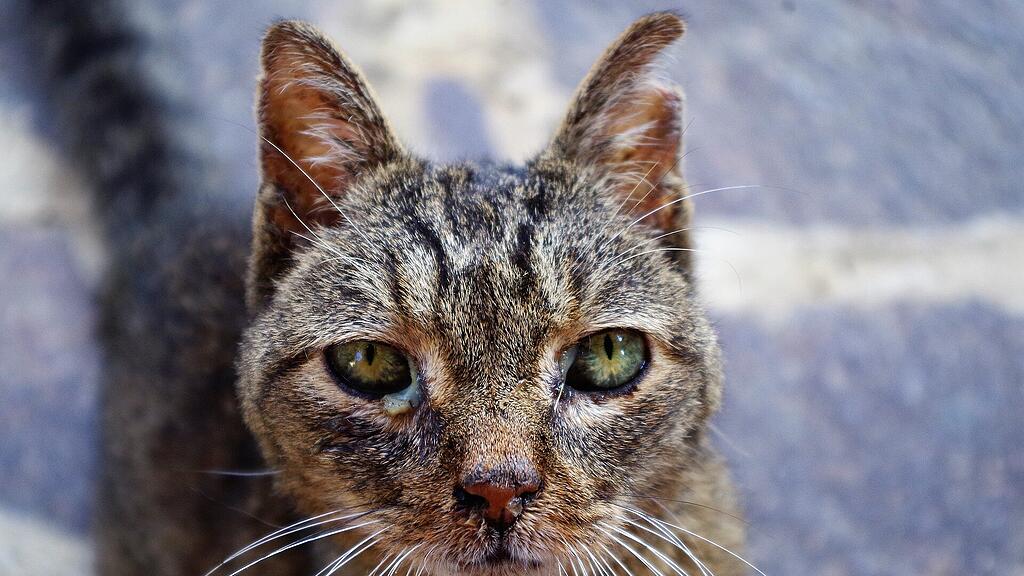 symb_katze