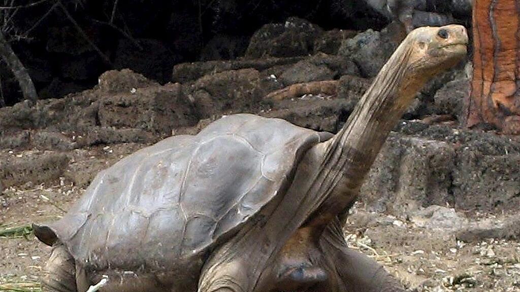 Lange Zeit wurde angenommen, der verstorbene "Lonesome George" (im Bild) war der letzte seiner Art.
