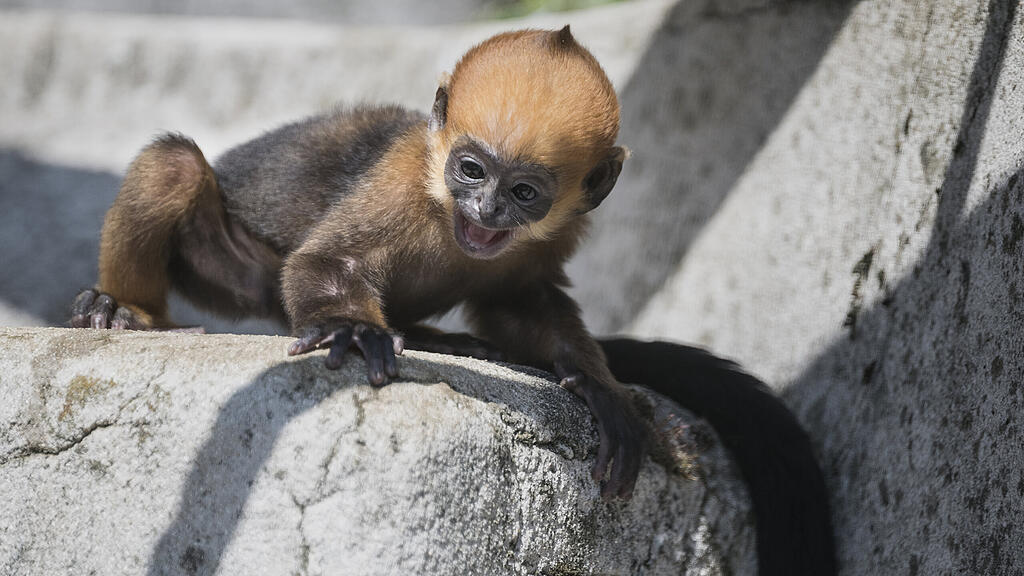 Affe Frankreich