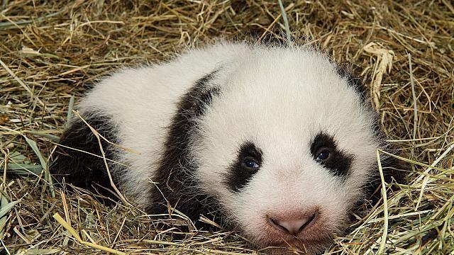 Neue Bilder vom Panda-Baby in Schönbrunn