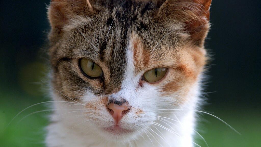 Die Katze überlebte nicht und musste nach der "Folter" eingeschläfert werden.