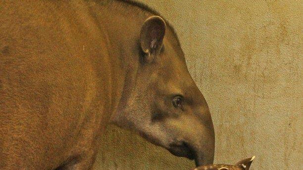 Tapir-Nachwuchs im Zoo