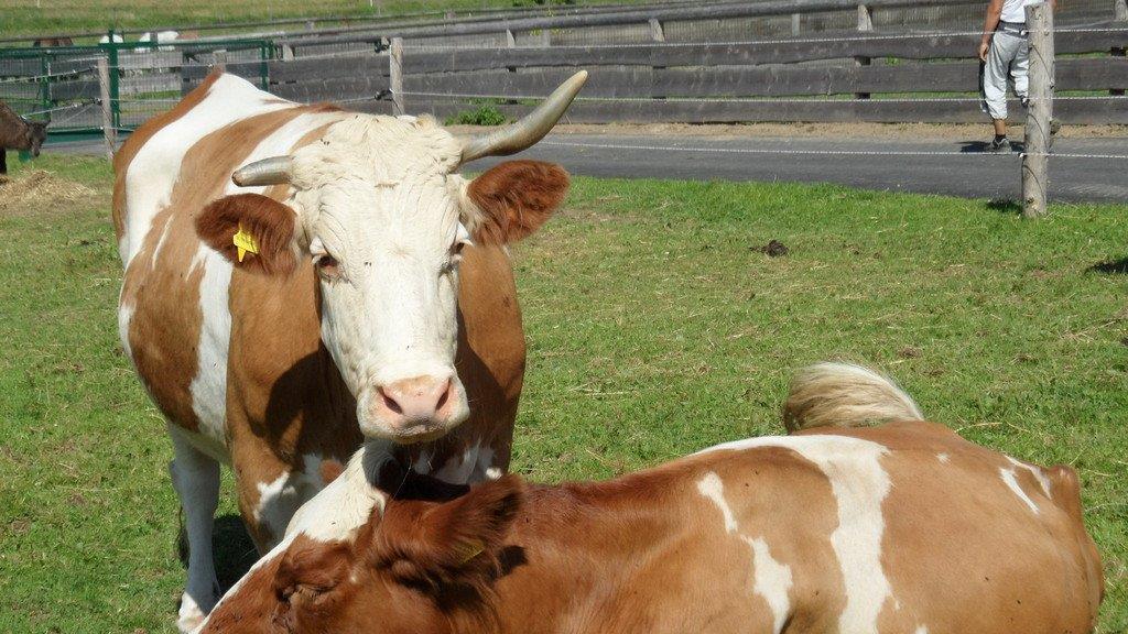 Impressionen der Tiere